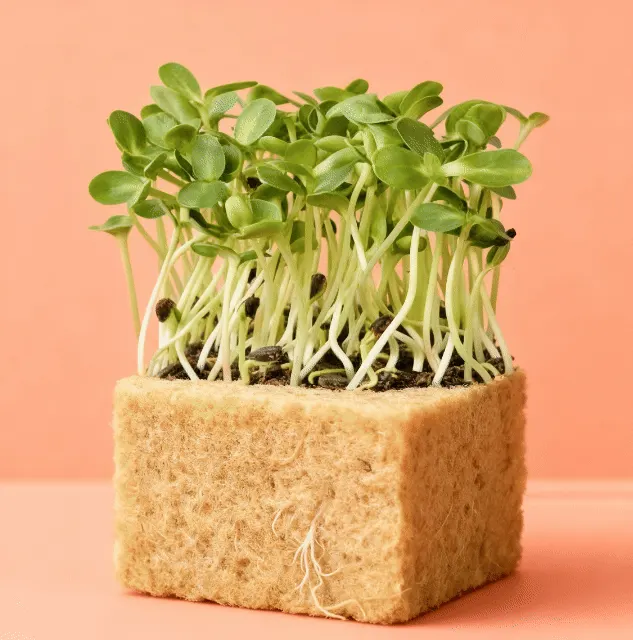 Sunflower Small Microgreens